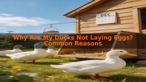 Why Are My Ducks Not Laying Eggs? Common Reasons